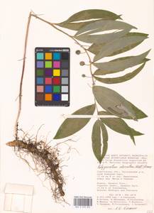 Polygonatum odoratum (Mill.) Druce, Eastern Europe, Lower Volga region (E9) (Russia)