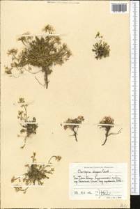 Chorispora sabulosa Cambess., Middle Asia, Western Tian Shan & Karatau (M3) (Uzbekistan)