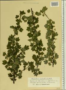 Ribes uva-crispa, Eastern Europe, Central region (E4) (Russia)