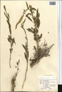 Reseda bucharica Litv., Middle Asia, Pamir & Pamiro-Alai (M2) (Tajikistan)