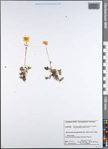 Ranunculus propinquus subsp. propinquus, Siberia, Central Siberia (S3) (Russia)