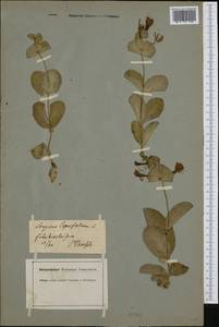 Lonicera caprifolium L., Western Europe (EUR) (Germany)
