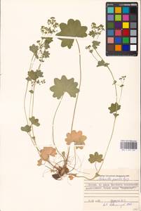 Alchemilla micans Buser, Eastern Europe, Moscow region (E4a) (Russia)