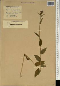 Asyneuma campanuloides (M.Bieb. ex Sims) Bornm., Caucasus, Stavropol Krai, Karachay-Cherkessia & Kabardino-Balkaria (K1b) (Russia)