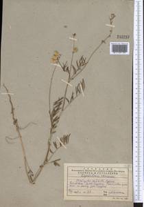 Onobrychis pulchella Schrenk, Middle Asia, Western Tian Shan & Karatau (M3) (Kazakhstan)