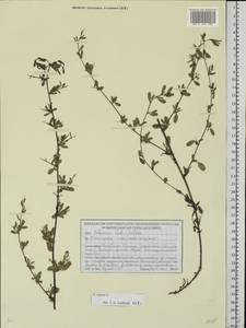 Ononis spinosa subsp. procurrens (Wallr.)Briq., Eastern Europe, Belarus (E3a) (Belarus)