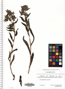 Nonea pulla (L.) DC., Eastern Europe, Middle Volga region (E8) (Russia)