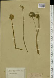 Allium schoenoprasum L., Siberia, Baikal & Transbaikal region (S4) (Russia)