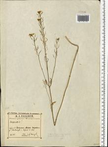 Sinapis alba L., Eastern Europe, Central region (E4) (Russia)
