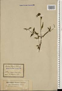 Bidens tripartita L., Caucasus, Georgia (K4) (Georgia)