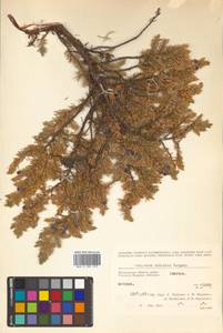 Juniperus communis var. saxatilis Pall., Siberia, Chukotka & Kamchatka (S7) (Russia)