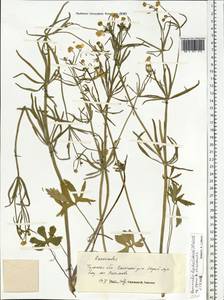 Ranunculus lepidus (Markl.) Ericsson, Eastern Europe, Central region (E4) (Russia)