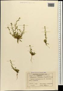 Neotorularia torulosa (Desf.) Hedge & J. Léonard, Caucasus, Azerbaijan (K6) (Azerbaijan)