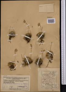 Rosularia platyphylla (Schrenk) A. Berger, Middle Asia, Dzungarian Alatau & Tarbagatai (M5) (Kazakhstan)