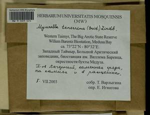 Myurella tenerrima (Brid.) Lindb., Bryophytes, Bryophytes - Krasnoyarsk Krai, Tyva & Khakassia (B17) (Russia)