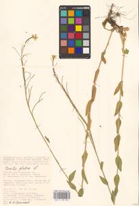 Turritis glabra L., Eastern Europe, Lower Volga region (E9) (Russia)