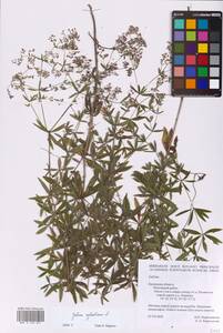 Galium sylvaticum L., Eastern Europe, Central region (E4) (Russia)