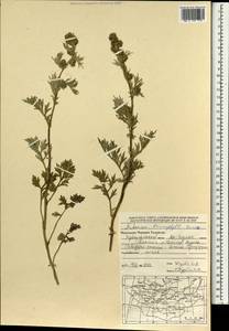 Artemisia leucophylla (Turcz. ex Besser) C. B. Clarke, Mongolia (MONG) (Mongolia)