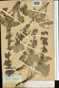 Delphinium iliense Huth, Middle Asia, Northern & Central Tian Shan (M4) (Kazakhstan)