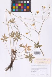Ranunculus propinquus C.A.Mey., Siberia, Western Siberia (S1) (Russia)