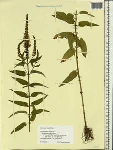 Veronica longifolia L., Eastern Europe, Western region (E3) (Russia)