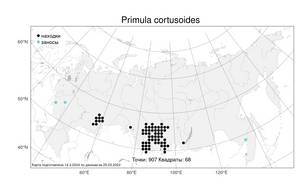 Primula cortusoides L., Atlas of the Russian Flora (FLORUS) (Russia)