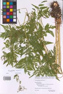 Chaerophyllum aureum L., Eastern Europe, Western region (E3) (Russia)