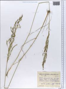 Puccinellia, Eastern Europe, South Ukrainian region (E12) (Ukraine)