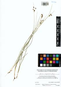 Juncus compressus Jacq., Siberia, Baikal & Transbaikal region (S4) (Russia)