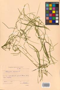 Potamogeton compressus L., Siberia, Russian Far East (S6) (Russia)