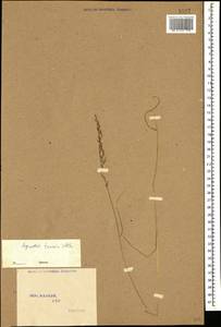 Agrostis capillaris L., Caucasus, Stavropol Krai, Karachay-Cherkessia & Kabardino-Balkaria (K1b) (Russia)