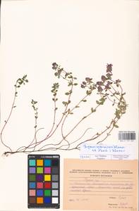 MHA 0 157 422, Thymus pulegioides L., Eastern Europe, Western region (E3) (Russia)