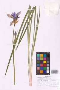 Iris sibirica L., Eastern Europe, North-Western region (E2) (Russia)