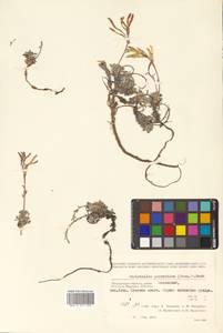 Christolea parryoides (Cham.) N. Busch, Siberia, Chukotka & Kamchatka (S7) (Russia)