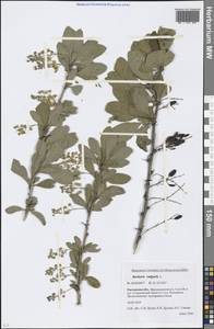 Berberis vulgaris L., Eastern Europe, Rostov Oblast (E12a) (Russia)