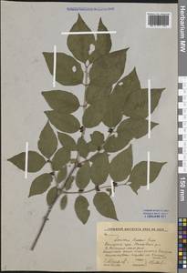 Lonicera maackii (Rupr.) Maxim., Siberia, Russian Far East (S6) (Russia)