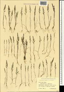 Catapodium rigidum (L.) C.E.Hubb., Crimea (KRYM) (Russia)