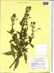 Oenothera oakesiana (A. Gray) S. Watson, Caucasus, Krasnodar Krai & Adygea (K1a) (Russia)