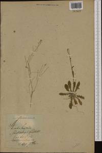 Arabidopsis lyrata subsp. petraea (L.) O'Kane & Al-Shehbaz, Eastern Europe, Lithuania (E2a) (Lithuania)