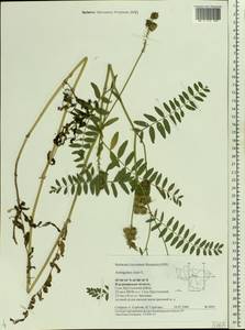 Astragalus cicer L., Eastern Europe, Central region (E4) (Russia)