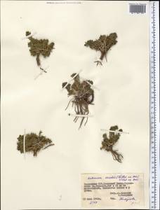 Artemisia viridis Willd., Middle Asia, Pamir & Pamiro-Alai (M2) (Tajikistan)