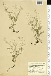 Cardamine parviflora L., Eastern Europe, Middle Volga region (E8) (Russia)