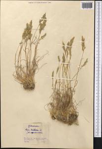 Poa bulbosa L., Middle Asia, Northern & Central Kazakhstan (M10) (Kazakhstan)