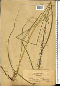 Molinia caerulea (L.) Moench, Caucasus, Stavropol Krai, Karachay-Cherkessia & Kabardino-Balkaria (K1b) (Russia)