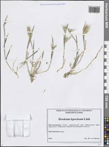 Hordeum murinum subsp. leporinum (Link) Arcang., Caucasus, Stavropol Krai, Karachay-Cherkessia & Kabardino-Balkaria (K1b) (Russia)