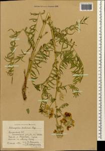 Astragalus macrocephalus subsp. finitimus (Boiss.) Chamberlain, Caucasus, Armenia (K5) (Armenia)