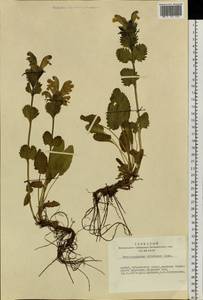 Dracocephalum grandiflorum L., Siberia, Altai & Sayany Mountains (S2) (Russia)