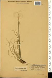 Stipa sareptana A.K.Becker, Caucasus, Dagestan (K2) (Russia)