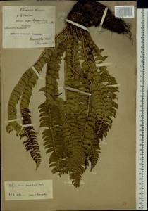 Polystichum lonchitis (L.) Roth, Eastern Europe, Northern region (E1) (Russia)