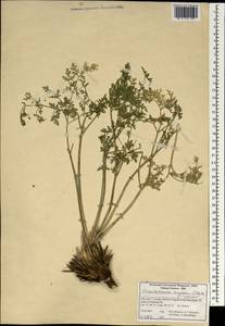Zeravschania aucheri (Boiss.) Pimenov, South Asia, South Asia (Asia outside ex-Soviet states and Mongolia) (ASIA) (Iran)